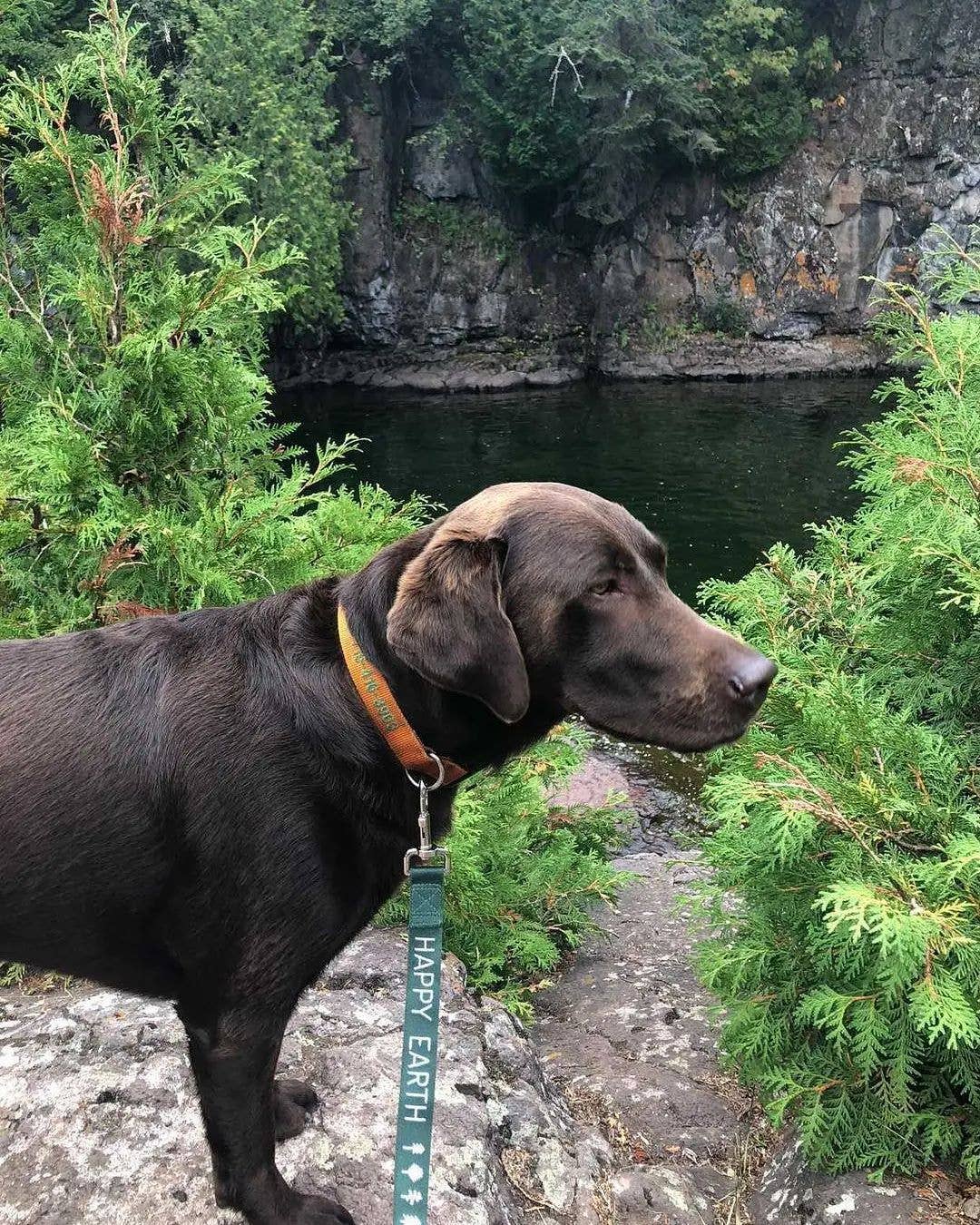 Arboretum Recycled Dog Leash