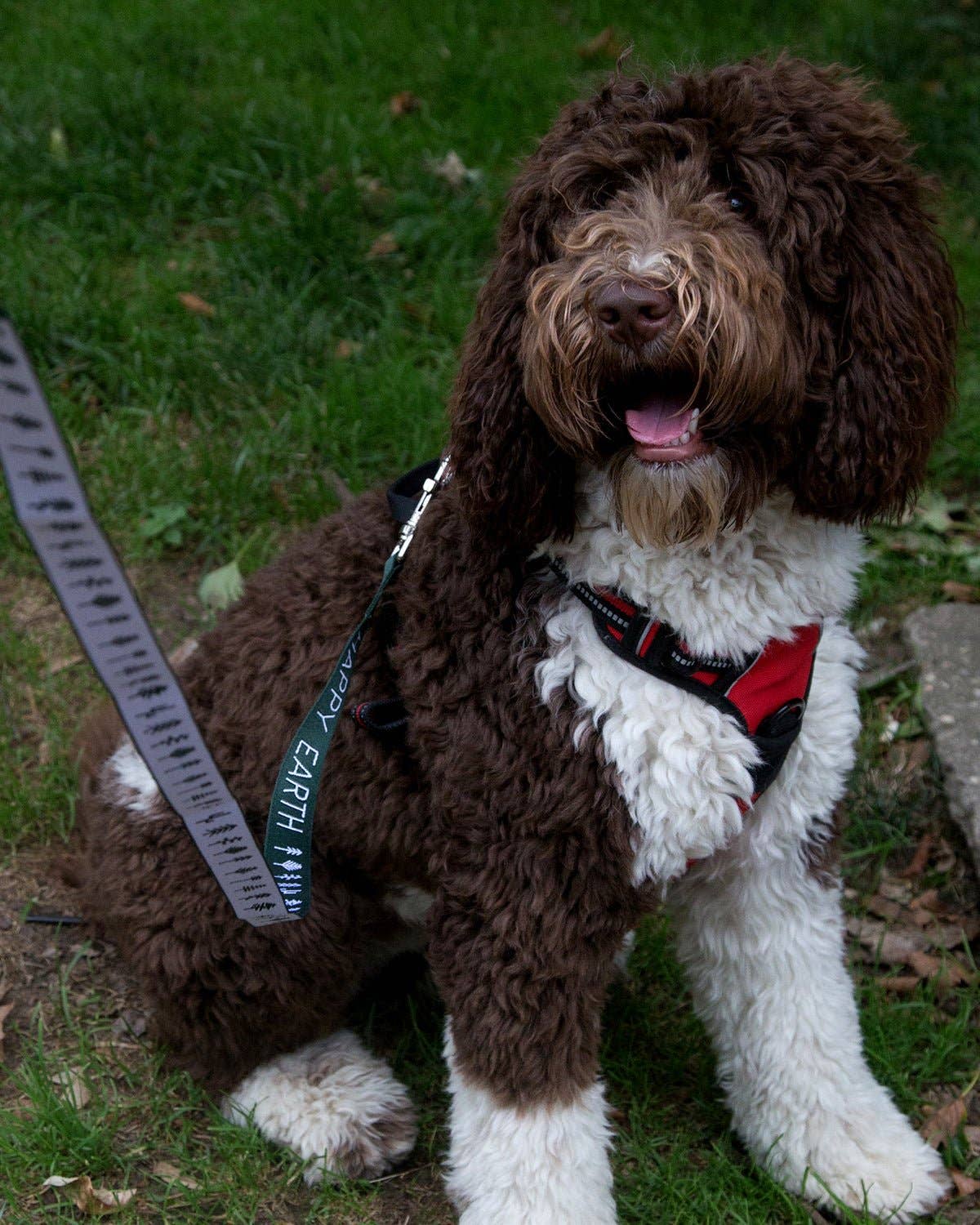 Arboretum Recycled Dog Leash